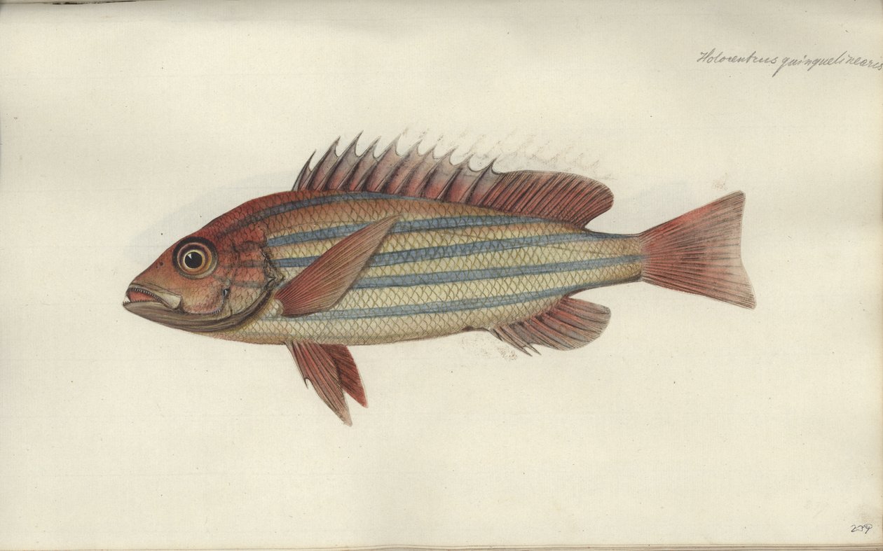 红鳍笛quinquelineatus，1790之前 作者 约翰·弗里德里希·亨尼格