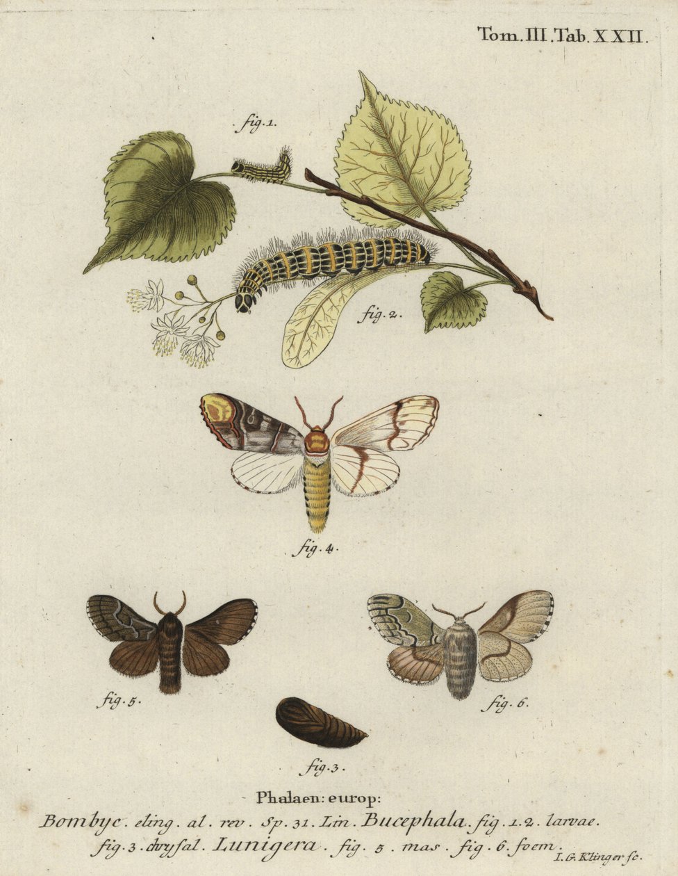 Buff-tip moth, Phalera bucephala, and Cosmotriche lobulina. 作者 约翰·格奥尔格·克林格