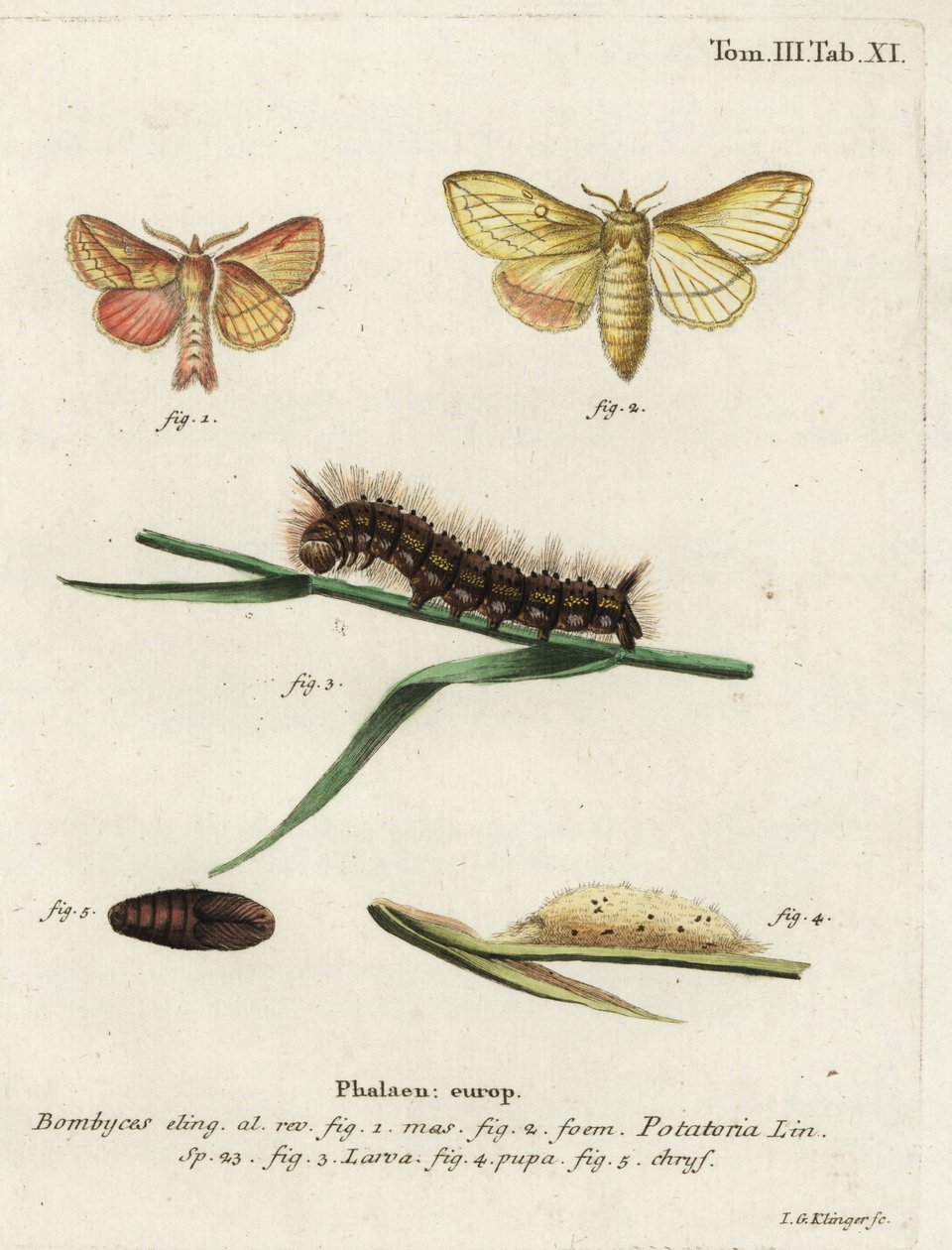 Drinker moth, Euthrix potatoria. 作者 约翰·格奥尔格·克林格