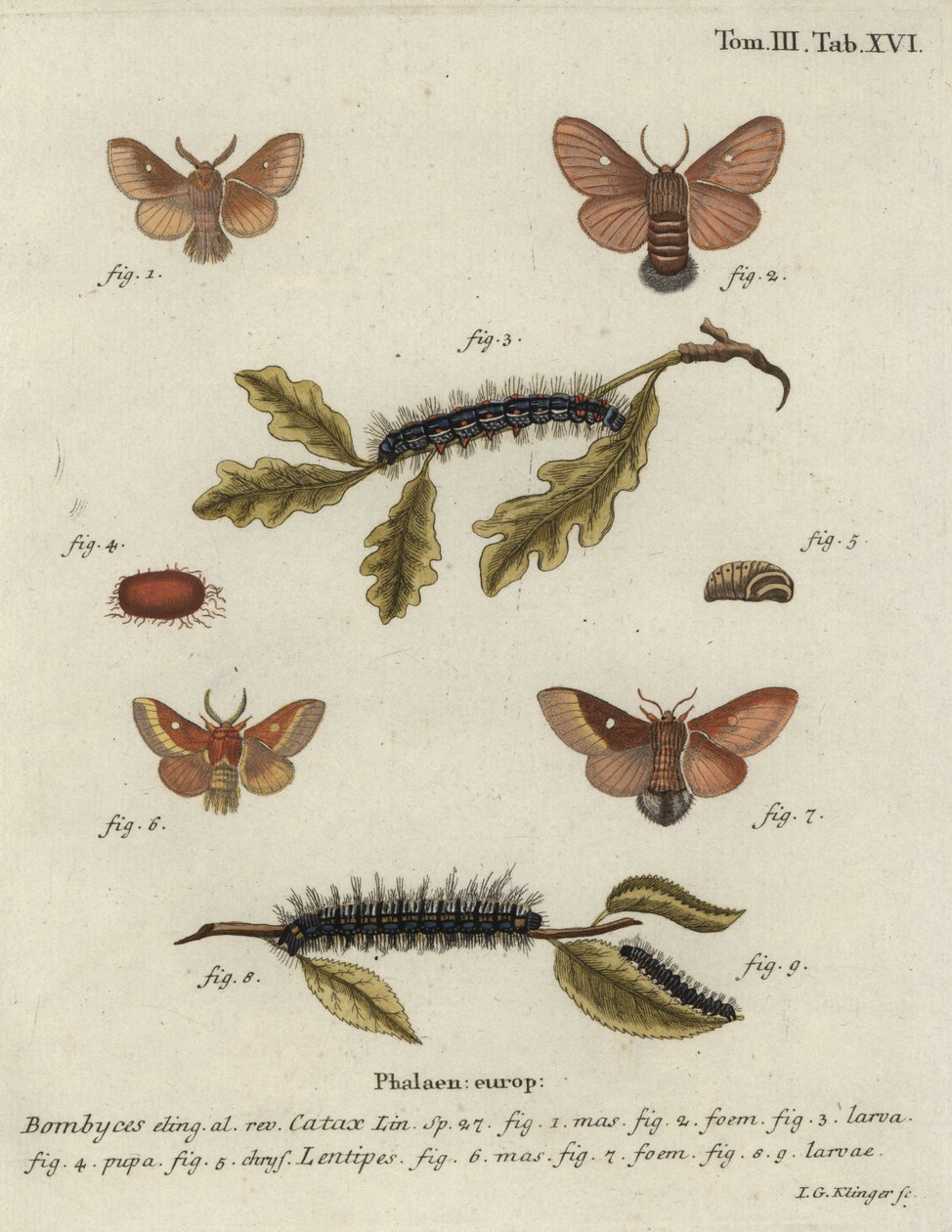 Eastern eggar, Eriogaster catax. 作者 约翰·格奥尔格·克林格