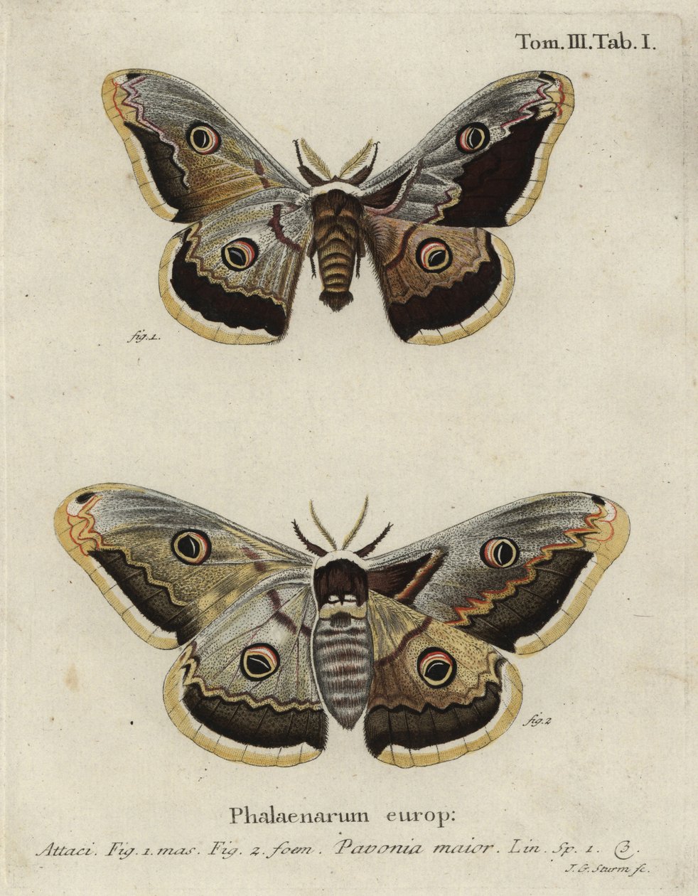 帝王蛾，Saturnia pavonia。 作者 约翰·格奥尔格·克林格