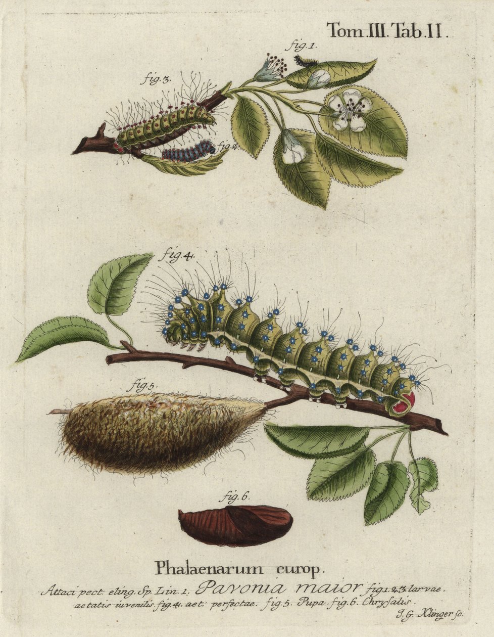 Emperor moth, Saturnia pavonia, larva, pupa, chrysalis. 作者 约翰·格奥尔格·克林格