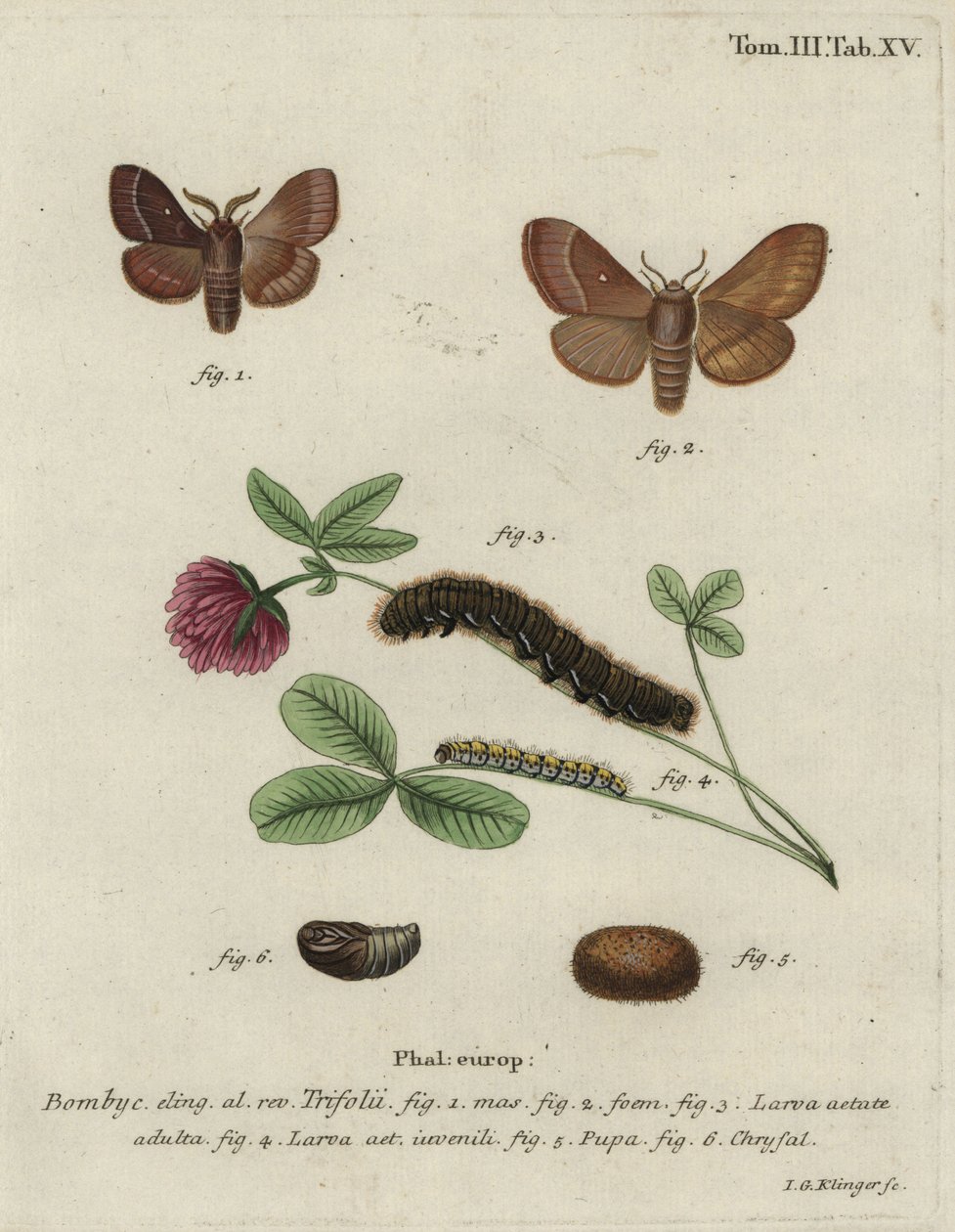 Grass eggar, Lasiocampa trifolii. 作者 约翰·格奥尔格·克林格