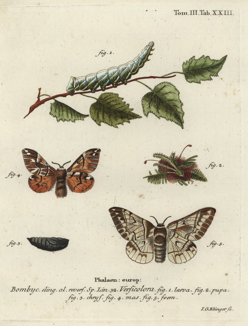 Kentish glory, Endromis versicolora. 作者 约翰·格奥尔格·克林格