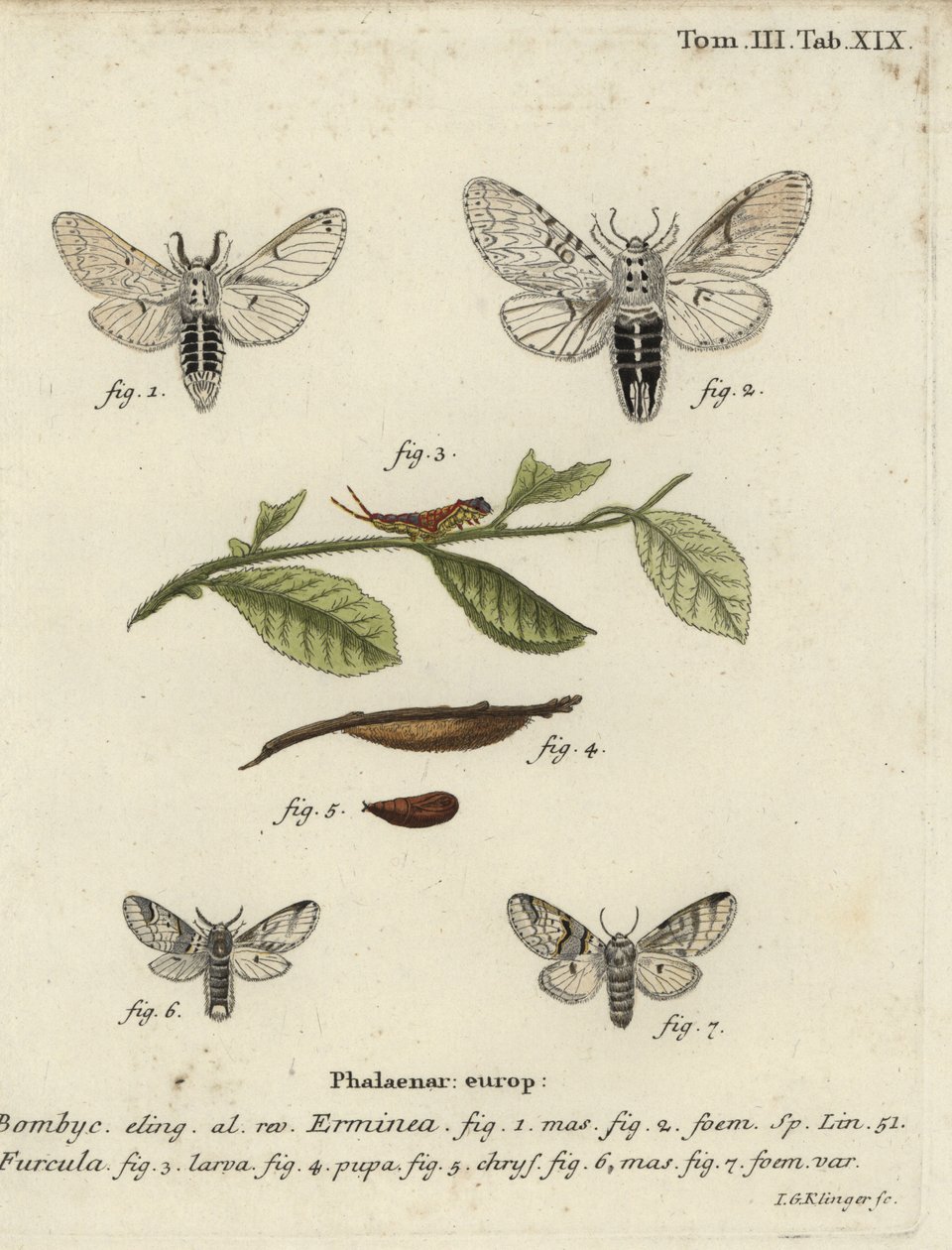 Lesser puss moth, Cerura erminea. 作者 约翰·格奥尔格·克林格