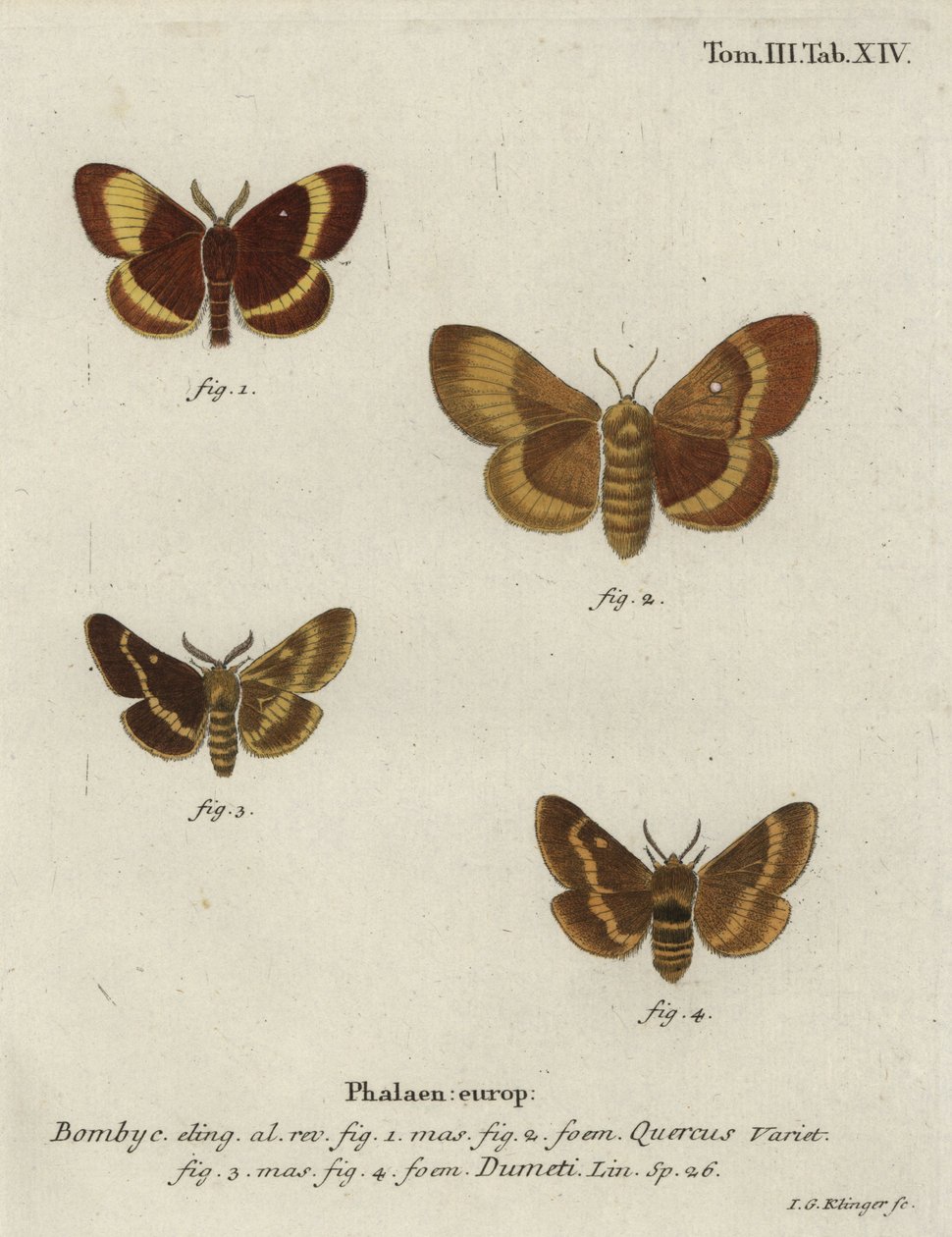 Oak eggar and grass eggar moths. 作者 约翰·格奥尔格·克林格