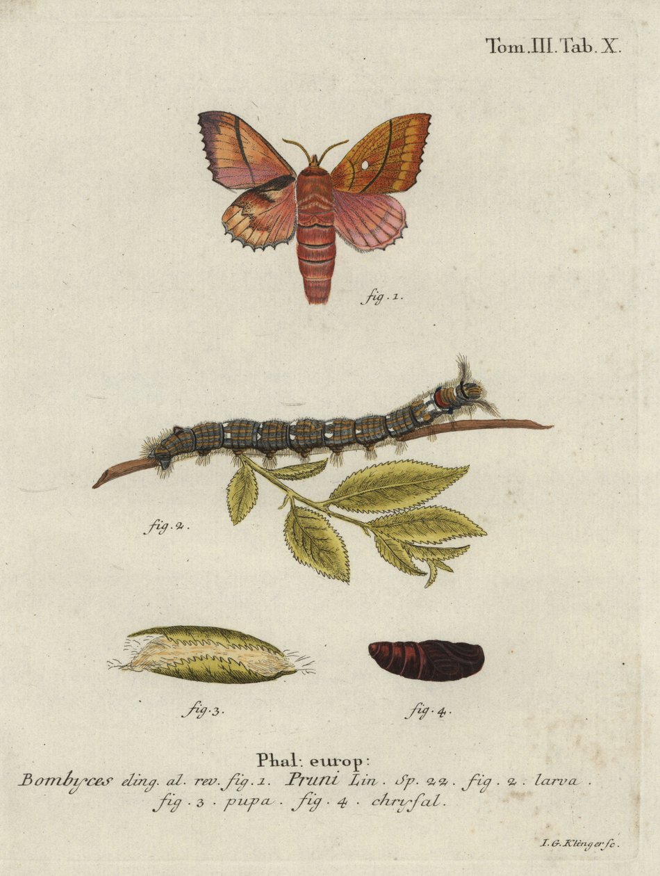 Odonestis pruni moth. 作者 约翰·格奥尔格·克林格