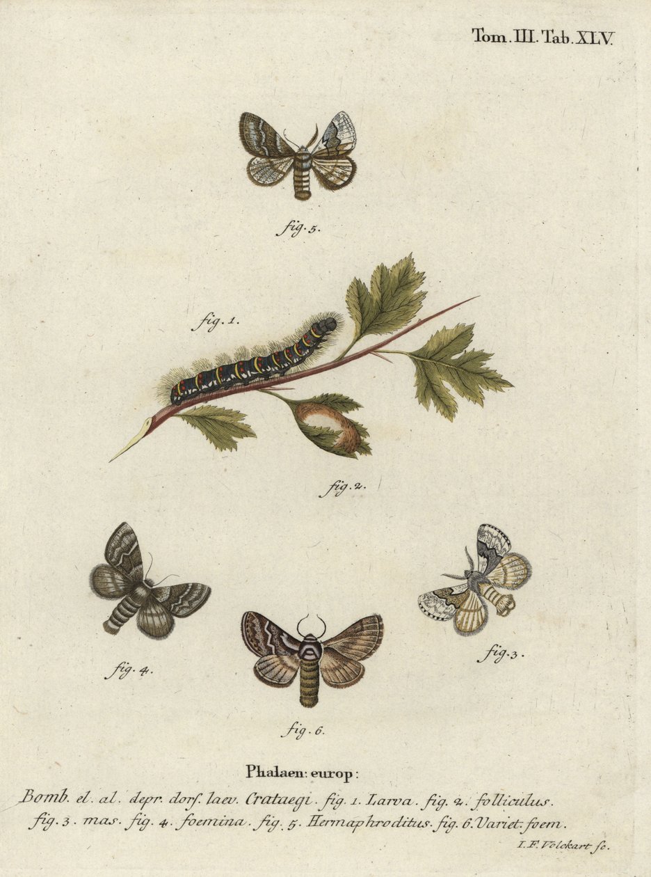 Pale oak eggar, Trichiura crataegi. 作者 约翰·格奥尔格·克林格
