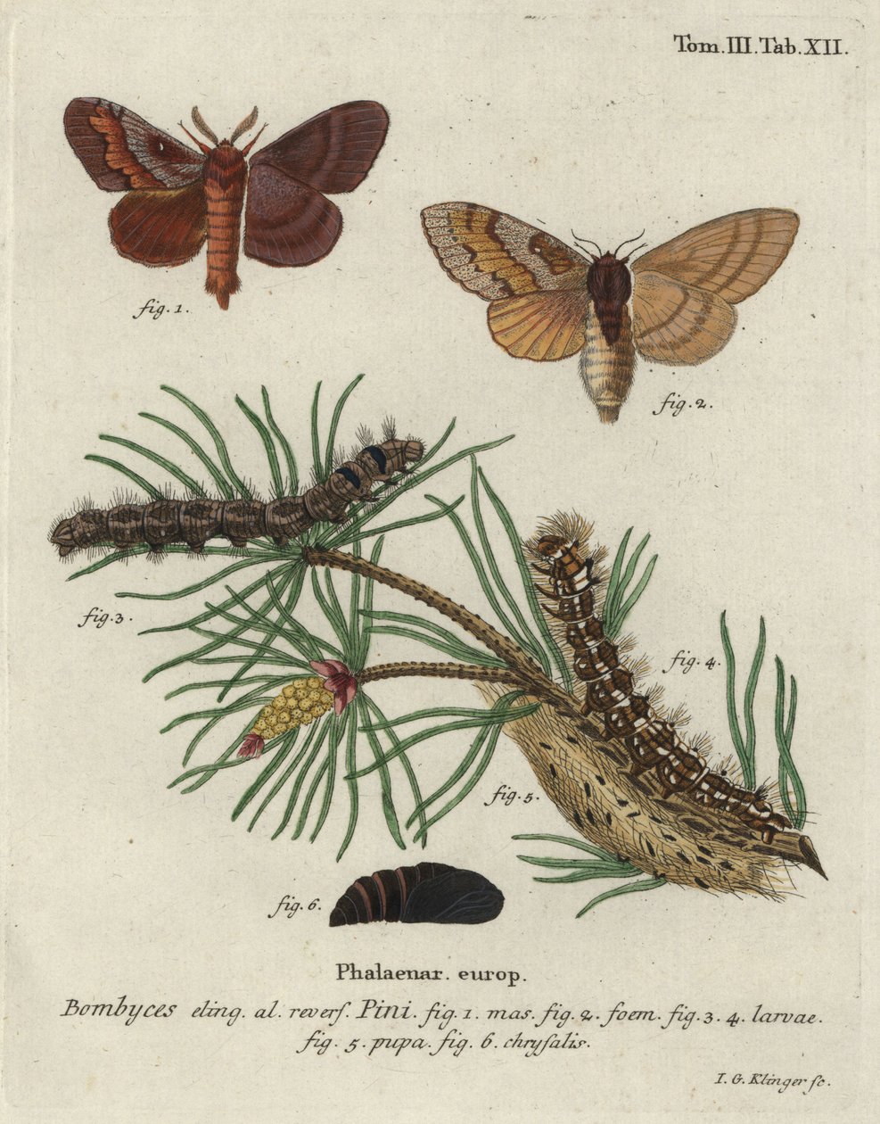 Pine tree lappet, Dendrolimus pini. 作者 约翰·格奥尔格·克林格