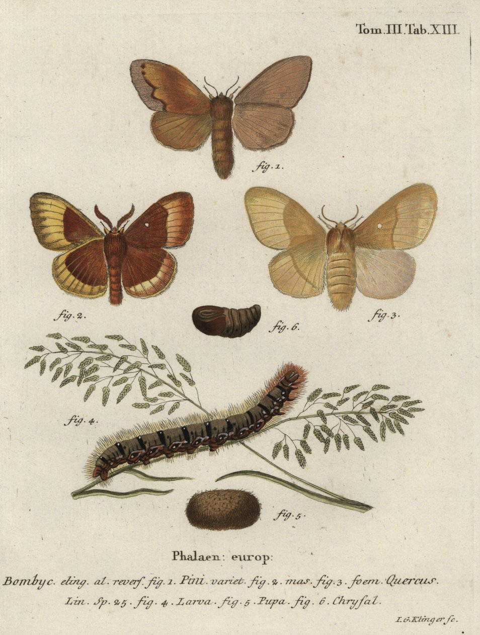 Pine tree lappet and oak eggar moths. 作者 约翰·格奥尔格·克林格