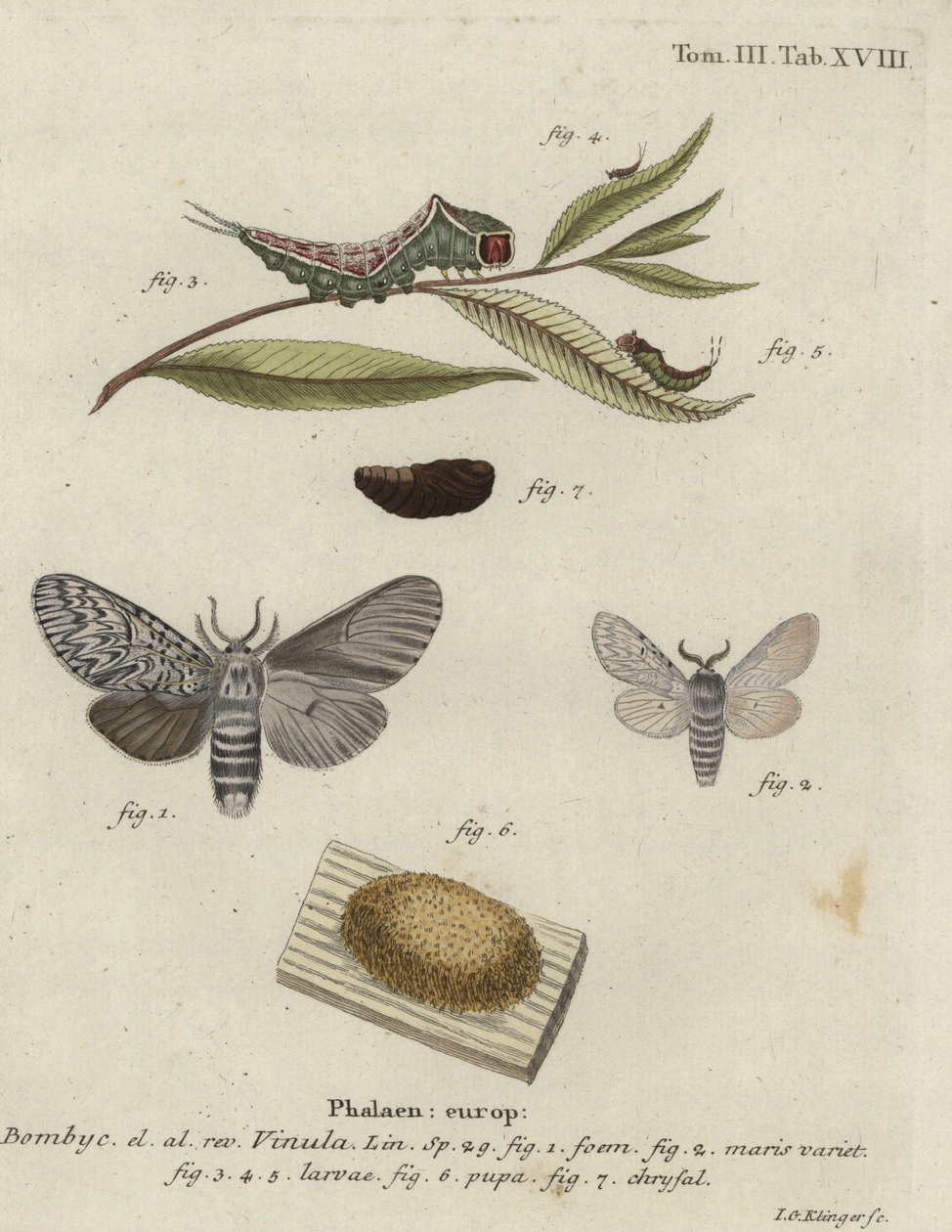 Puss moth, Cerura vinula. 作者 约翰·格奥尔格·克林格