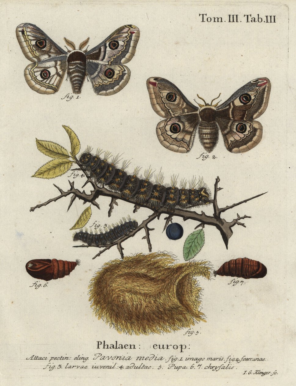 Sloe emperor moth, Saturnia spini. 作者 约翰·格奥尔格·克林格