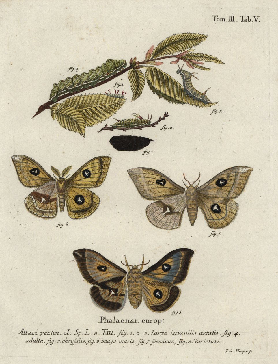 Tau emperor moth, Aglia tau. 作者 约翰·格奥尔格·克林格
