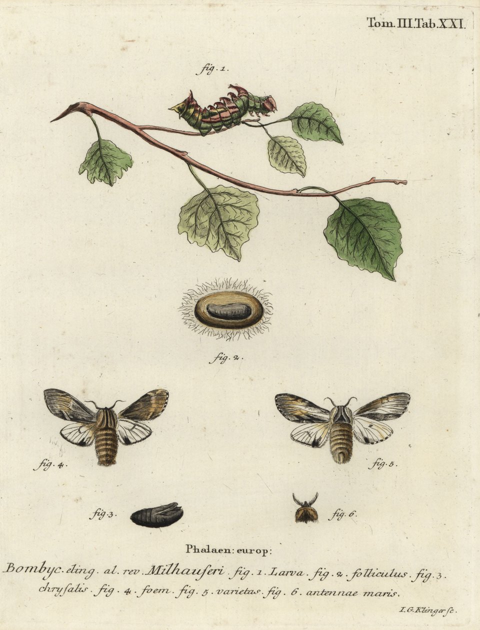 Tawny prominent moth, Harpyia milhauseri. 作者 约翰·格奥尔格·克林格
