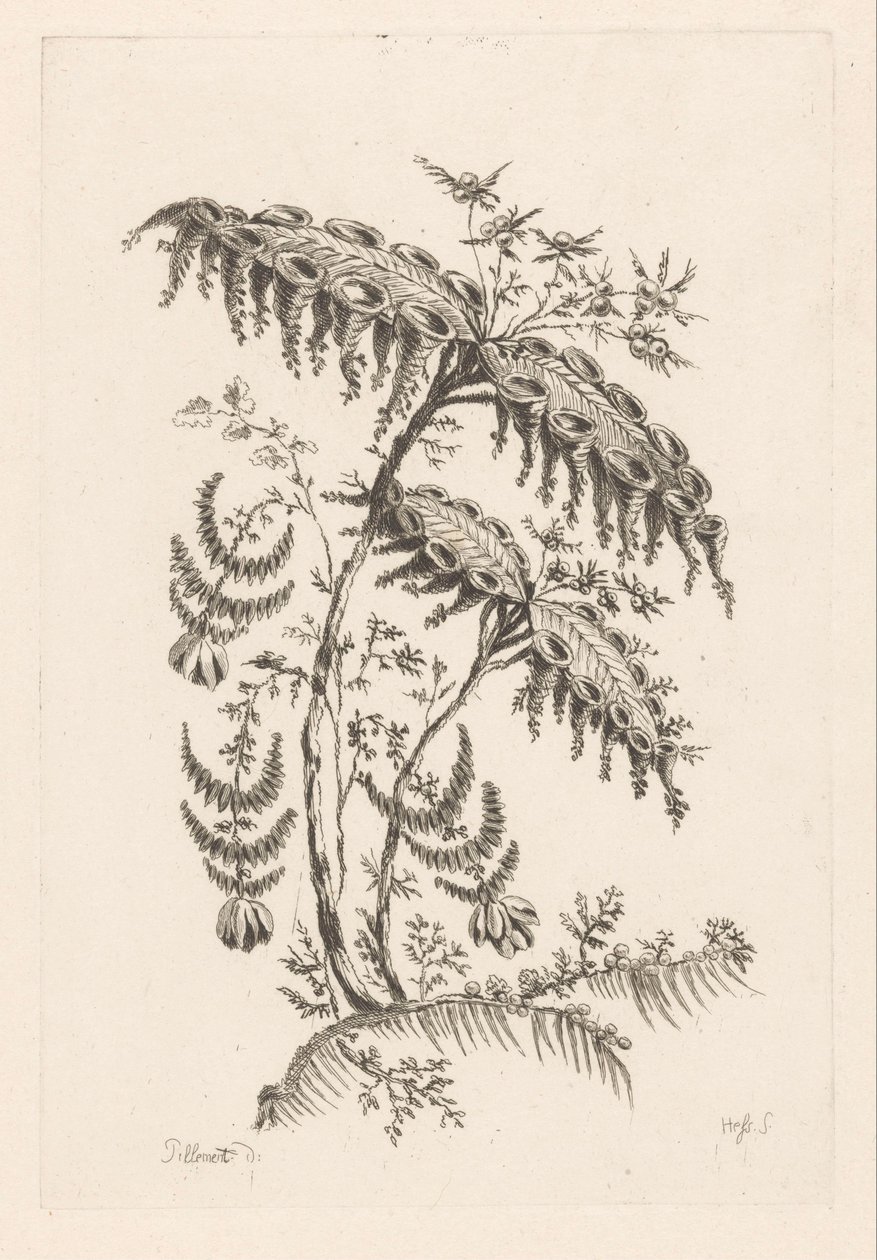 叶子呈喇叭状 巴洛克之花（系列标题） 作者 约翰·海因里希·赫斯