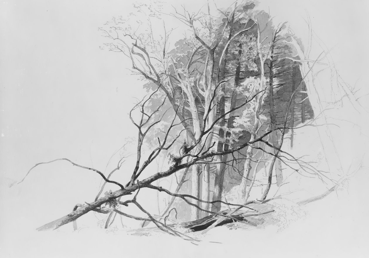 森林景象, . 作者 约翰·赫尔曼·卡米恩克
