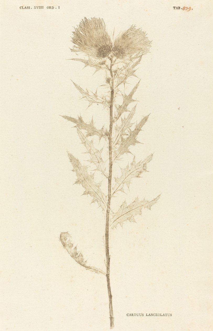 长尾鹿（Carduus lanceolatus） 作者 约翰·希罗尼穆斯·克尼霍夫