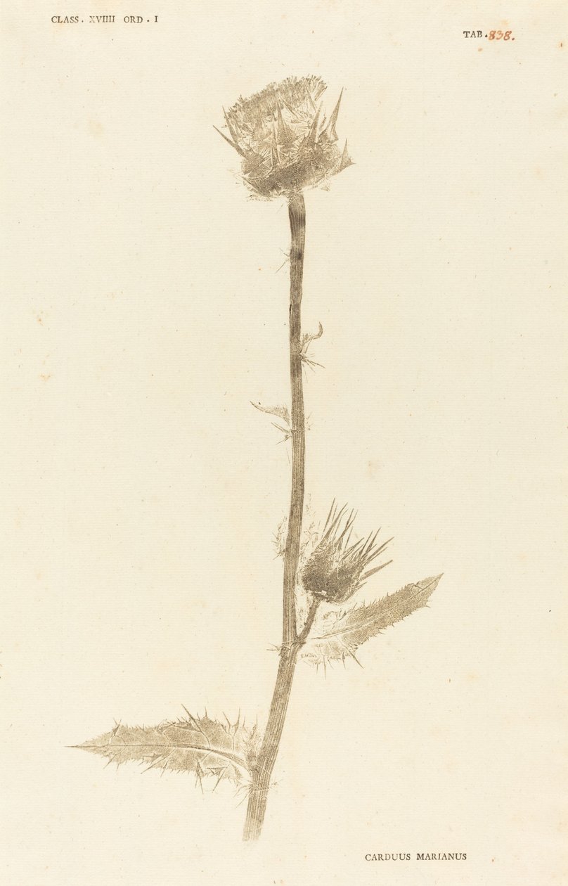 Carduus mararianus 作者 约翰·希罗尼穆斯·克尼霍夫