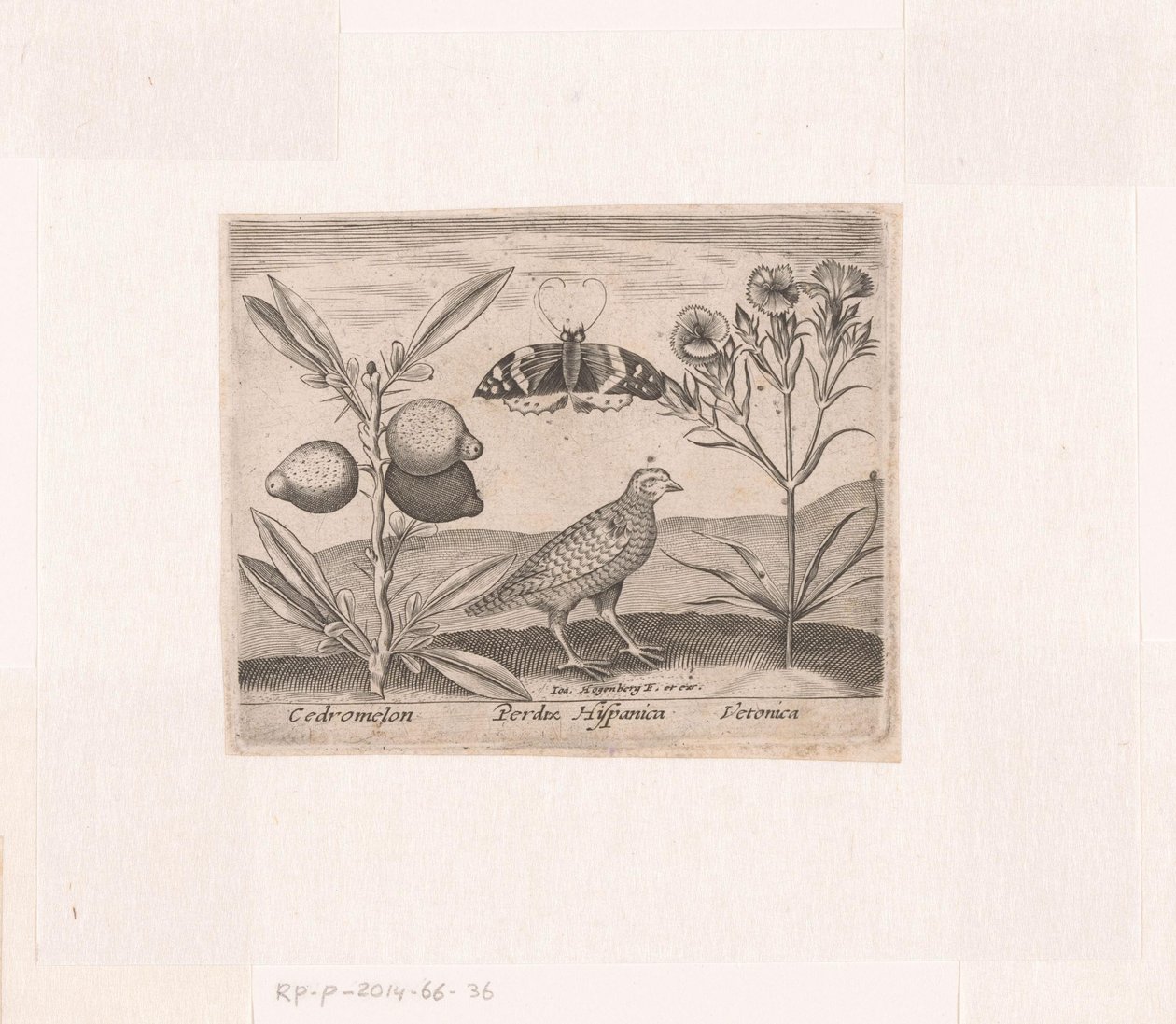 风景中的花卉和动物系列版画
有柠檬草、鹌鹑和麦冬的风景画
有动物、植物和花卉的风景画（系列名称） 作者 约翰霍根伯格