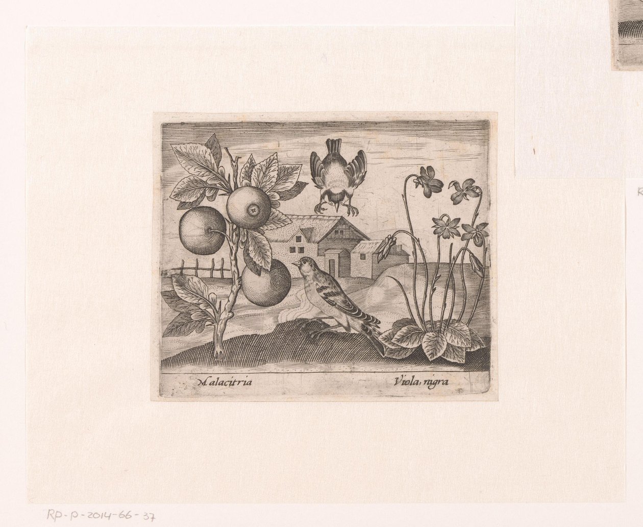 风景中的花卉和动物系列版画
有柑橘、鸟和紫罗兰的风景画
有动物、植物和花卉的风景画（系列名称） 作者 约翰霍根伯格