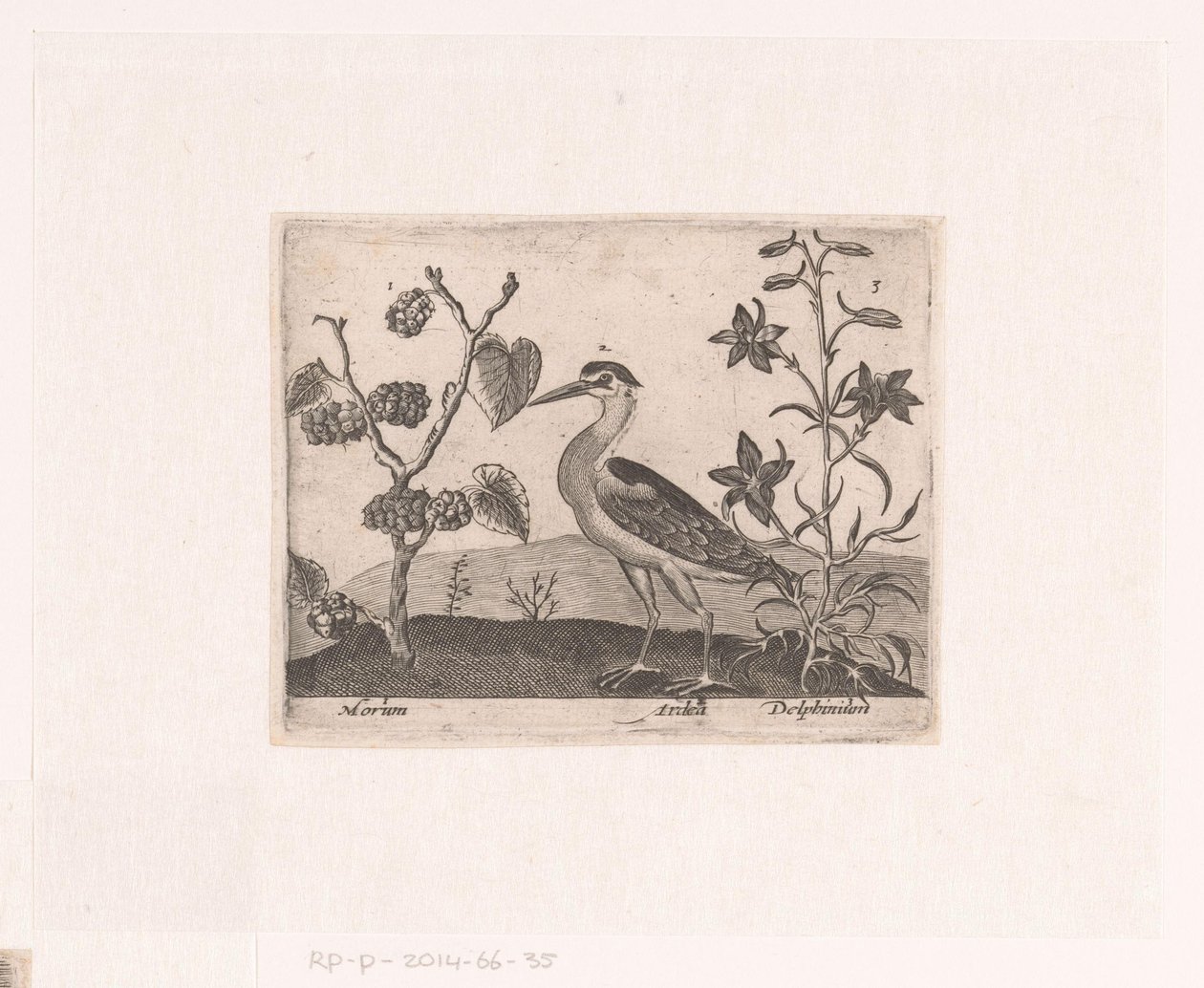 风景中的花卉和动物系列版画
有苍鹭和三角梅的风景画
有动物、植物和花卉的风景（系列名称） 作者 约翰霍根伯格