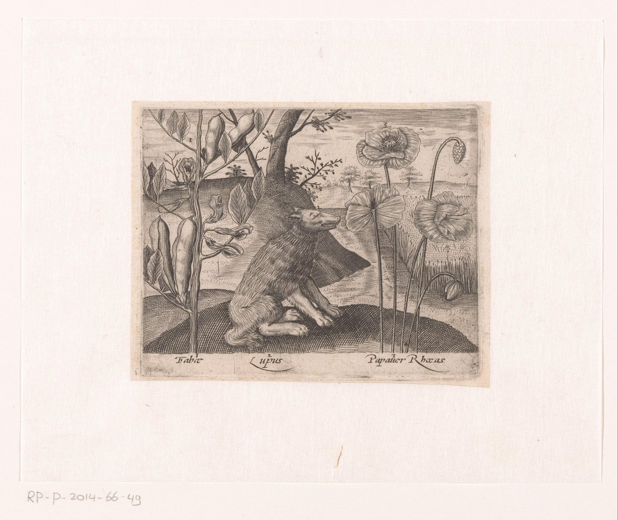 风景中的花卉和动物系列版画
有狼和植物的风景
有动物、植物和花卉的风景（系列名称） 作者 约翰霍根伯格