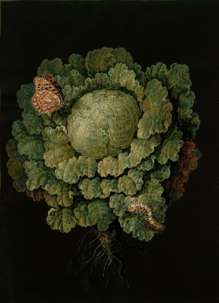 开胃菜白菜-卷心菜，Falter - J。 B.Dietzsch 作者 约翰·雅各布·迪特兹施（Johann Jacob Dietzsch）
