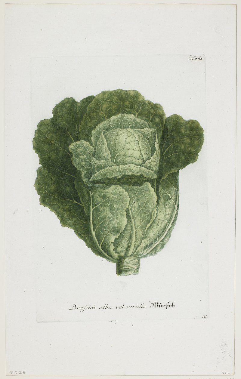 Brassica alba vel viridis，来自Phytanthoza Iconographia，1735-45 作者 约翰·雅各布·海德（Johann Jakob Haid）