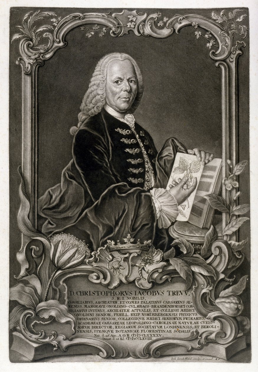 CJ Trew，植物学家，酒吧。 c.1768 作者 约翰·雅各布·海德（Johann Jakob Haid）