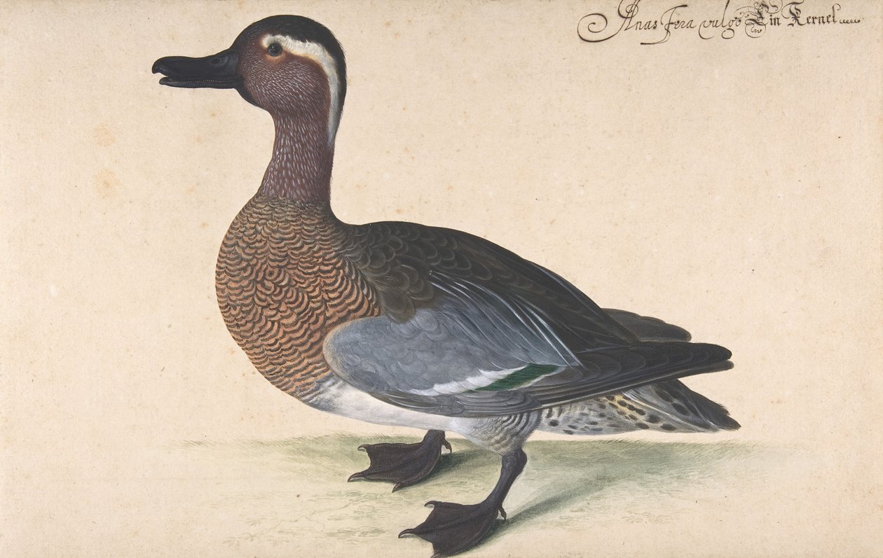 一只雄性凫鸟，1604-80。 作者 约翰·雅各布·沃尔特（Johann Jakob Walther）