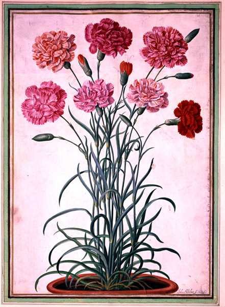 从花盆中生长出来的康乃馨，板块25来自拿骚花卉集锦（纸上水彩）。 作者 约翰·雅各布·沃尔特（Johann Jakob Walther）