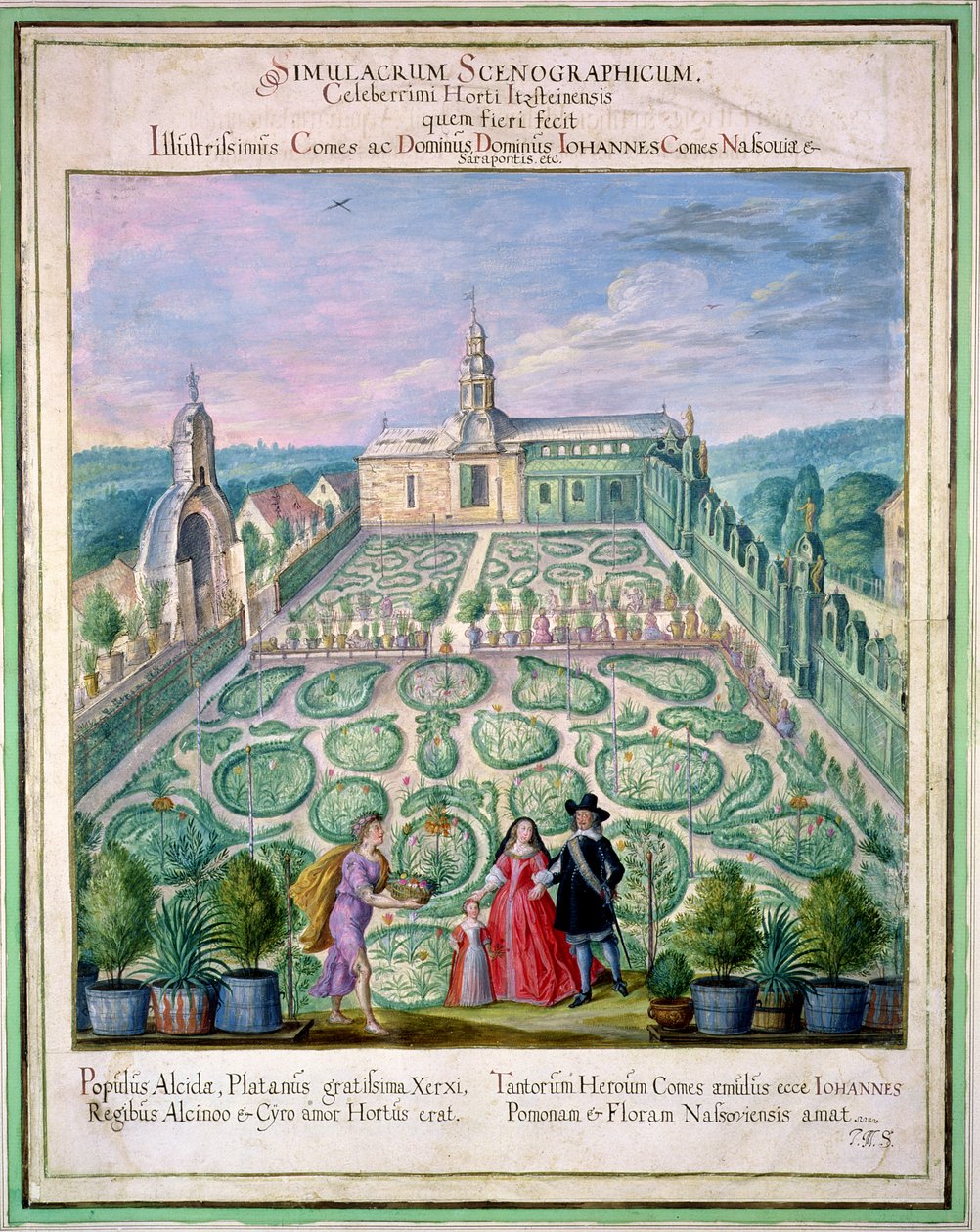 荷兰花园，来自&39;Nassau Florilegium&39;，1650年 作者 约翰·雅各布·沃尔特（Johann Jakob Walther）