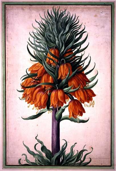 Fritillaria imperialis (crown imperial) plate 25 from the Nassau Florilegium (watercolor on paper) 作者 约翰·雅各布·沃尔特（Johann Jakob Walther）