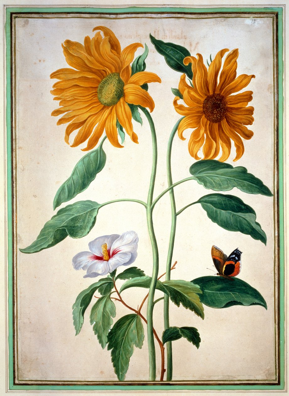 向日葵，来自Nassau Florilegium的18号板（纸上的wc） 作者 约翰·雅各布·沃尔特（Johann Jakob Walther）