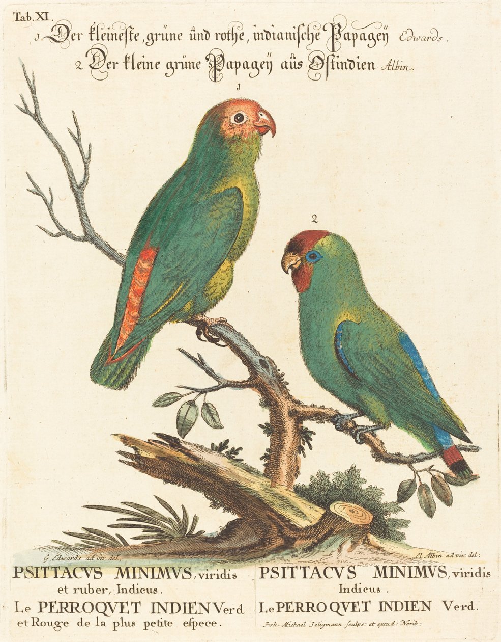 鹦鹉 (Le Perroquet Indien. Psittacus Minimus) 作者 乔治·爱德华兹之后的约翰·迈克尔·塞利格曼