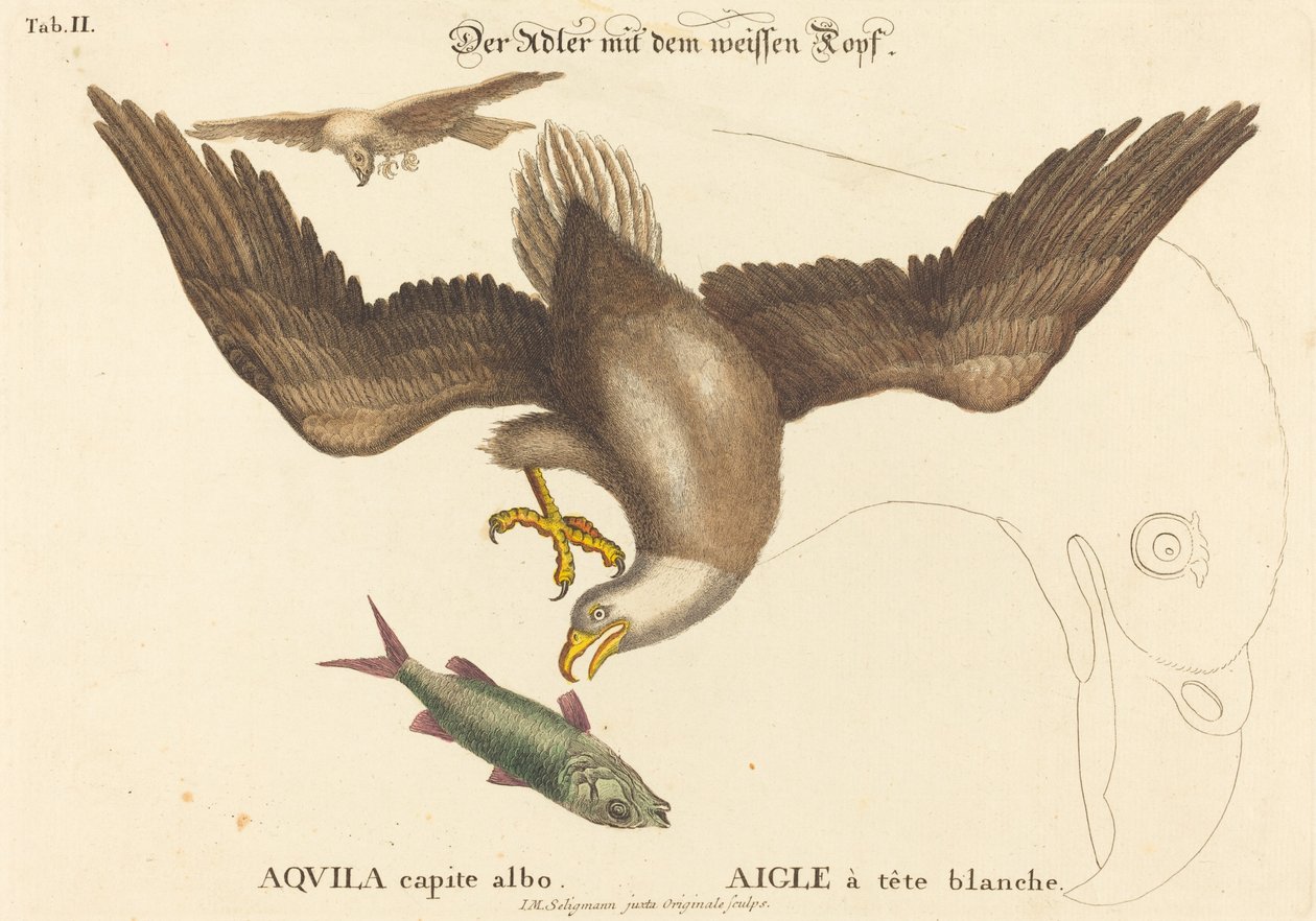 白头鹰（Falco leucocephalus）。 作者 马克·凯茨比之后的约翰·迈克尔·塞利格曼