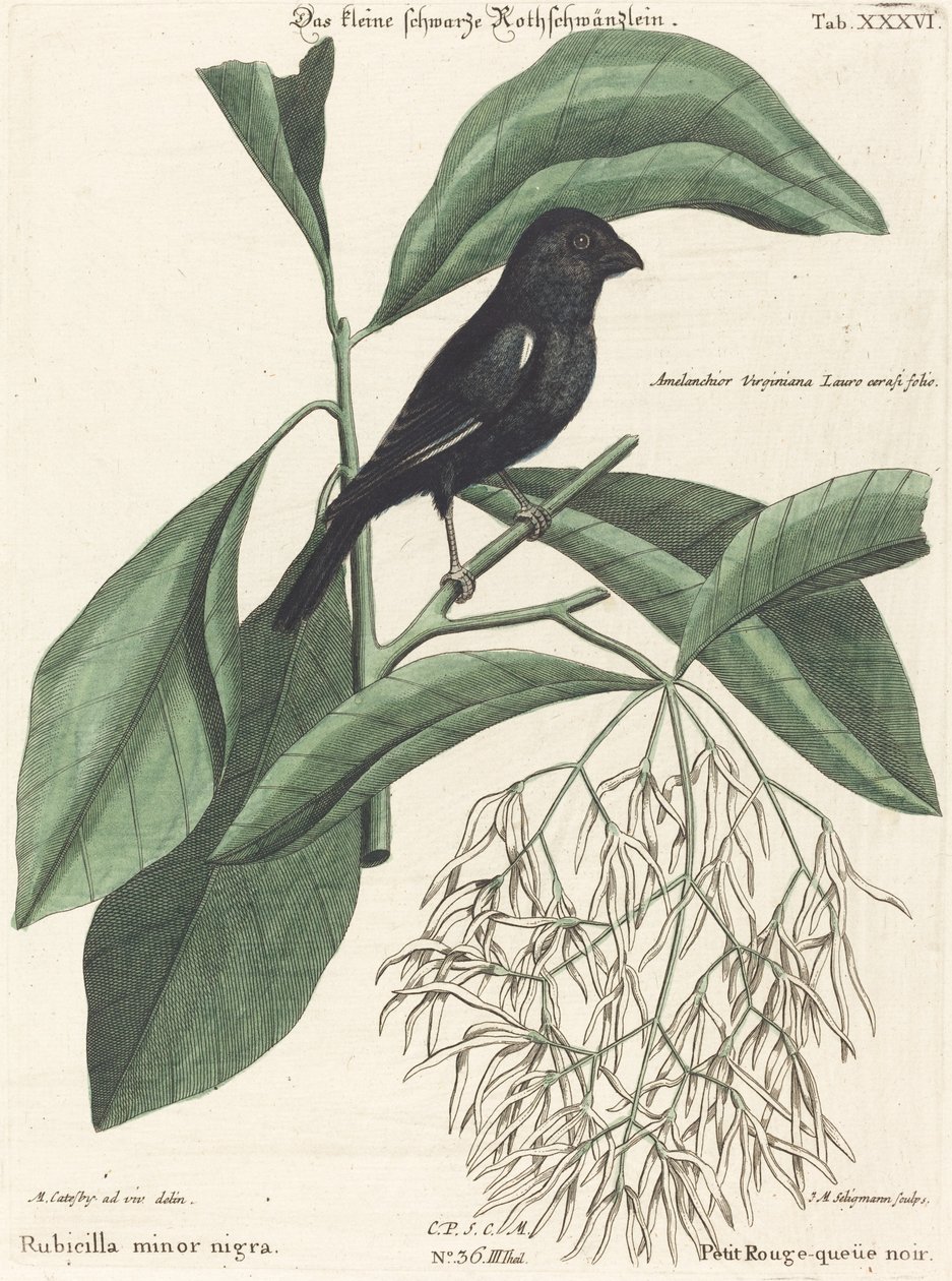 小黑牛雀(Rubicilla minor nigra) 作者 马克·凯茨比之后的约翰·迈克尔·塞利格曼