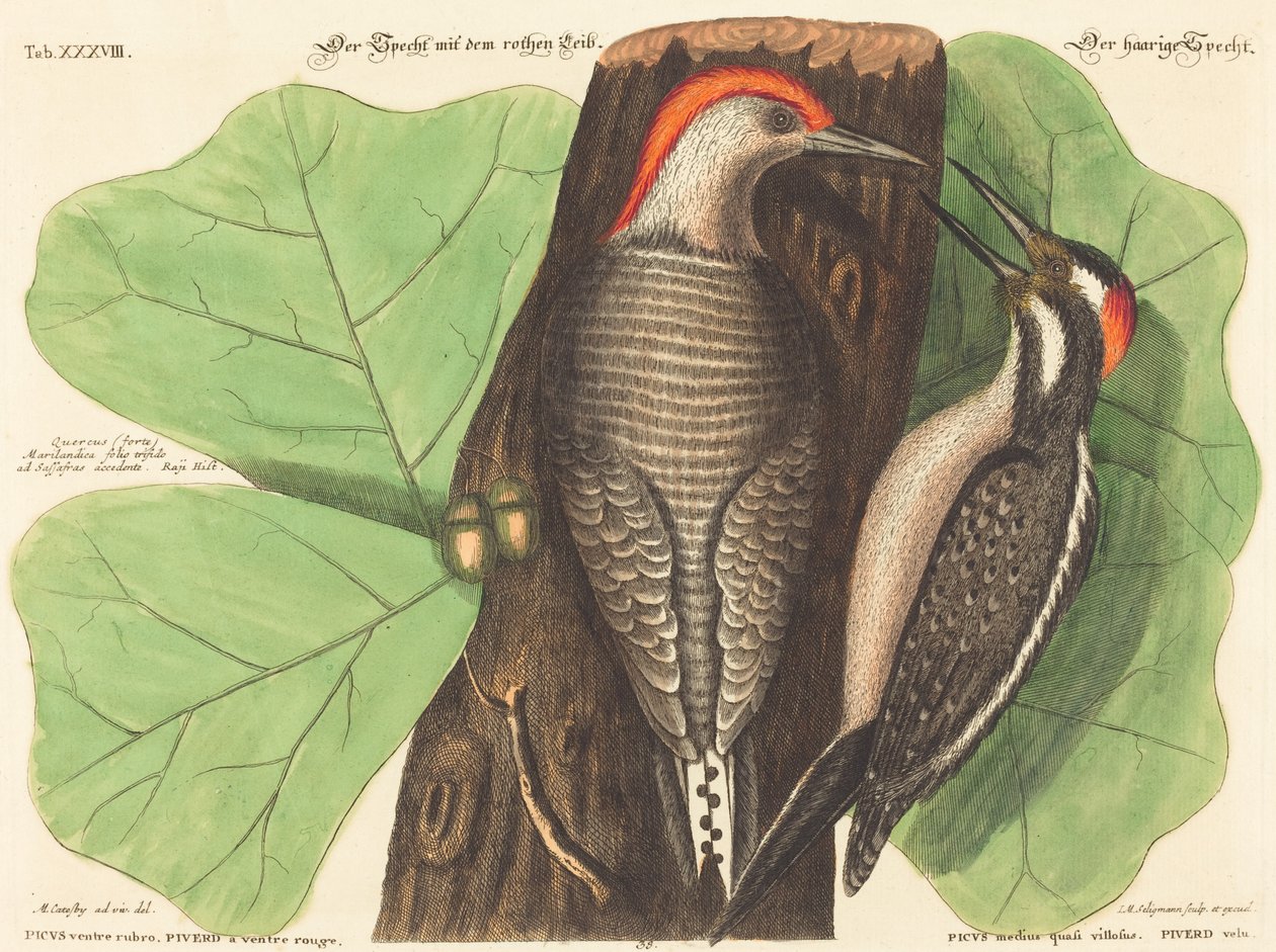 红腹啄木鸟(Picus Carolinus) 作者 马克·凯茨比之后的约翰·迈克尔·塞利格曼