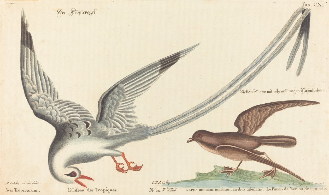 热带鸟（Phaeton aethereus）。 作者 马克·凯茨比之后的约翰·迈克尔·塞利格曼