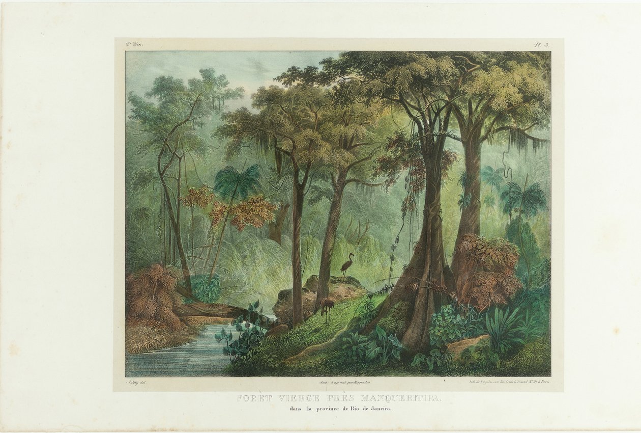 曼克雷蒂帕附近的处女森林。摘自《巴西风景画之旅》，1835年。 作者 约翰·莫里茨·鲁根达斯
