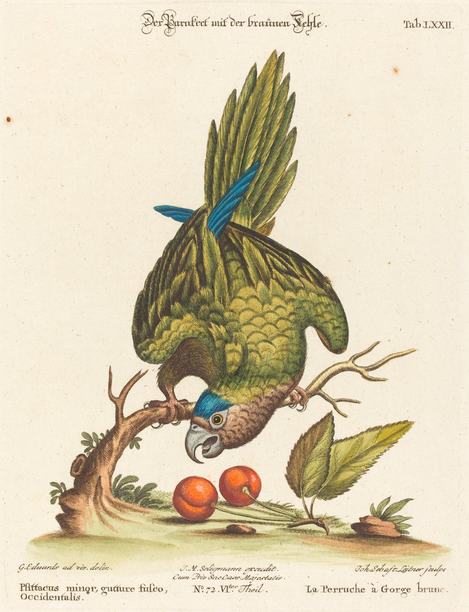 小鹦鹉（Psittacus minor gutture fusco）, occidentalis 作者 乔治·爱德华兹之后的约翰·塞巴斯蒂安·莱特纳