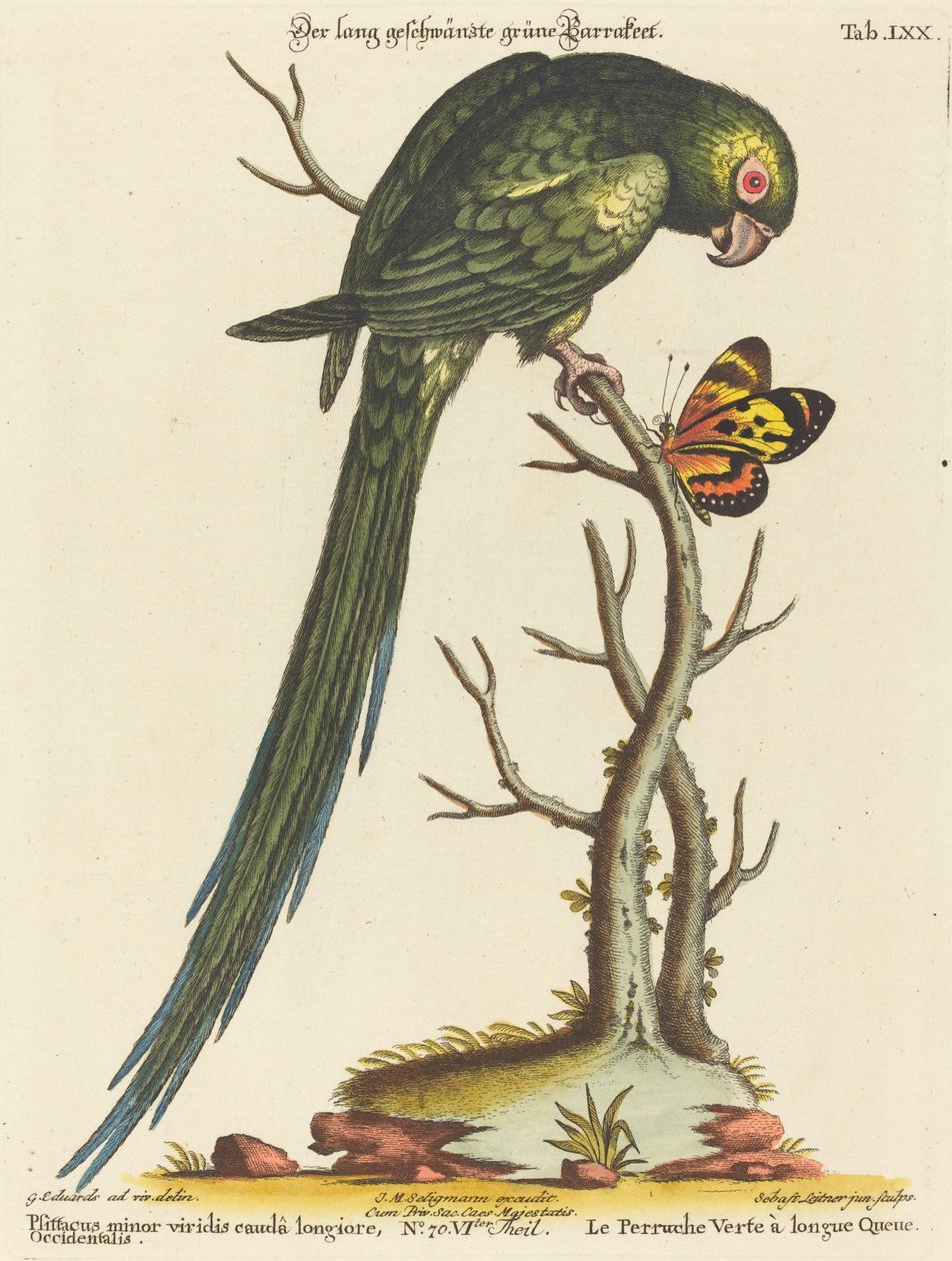 Psittacus minor viridis cauda longiore Occidentalis 作者 乔治·爱德华兹之后的约翰·塞巴斯蒂安·莱特纳