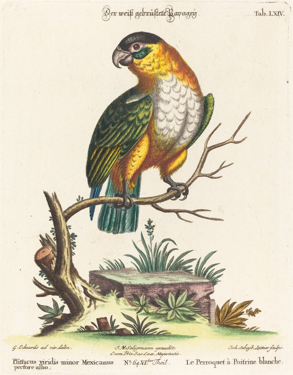 小墨西哥鹦鹉(Psittacus viridis minor Mexicanus) 作者 乔治·爱德华兹之后的约翰·塞巴斯蒂安·莱特纳
