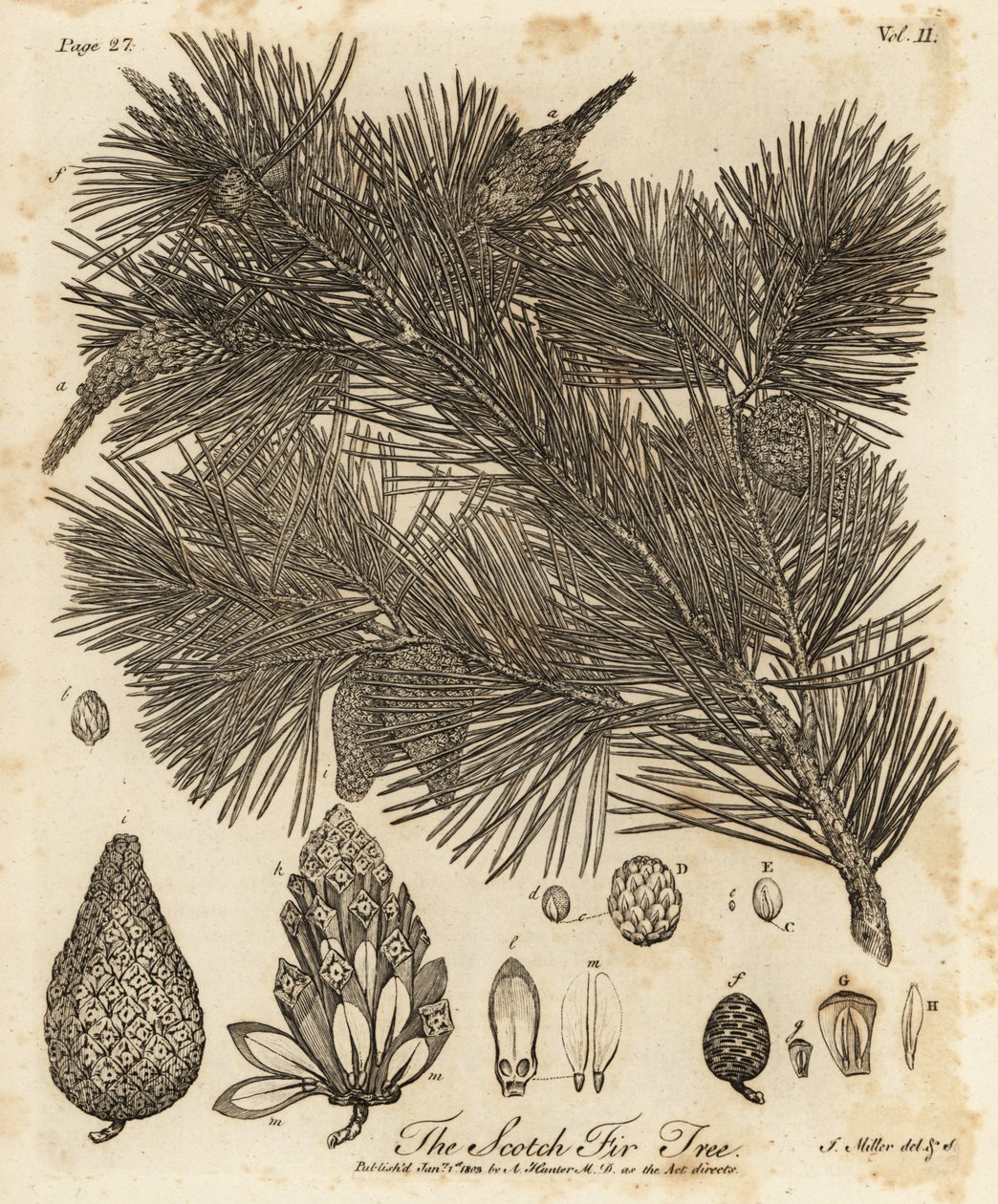 欧洲赤松，Pinus sylvestris。 作者 约翰·塞巴斯蒂安·穆勒（Johann Sebastien Muller）