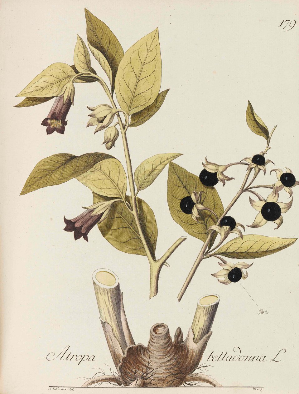 所有经济植物的图解，1786-1788。 作者 约翰·西蒙·冯·克纳