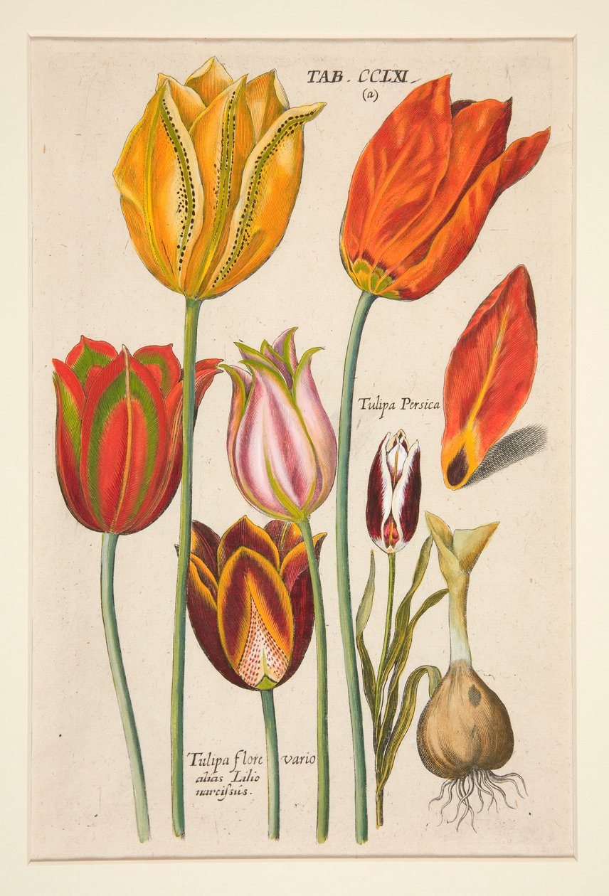 Florilegium novum, hoc est Variorum Maximeque Radiorum Florum ac Plantorum（花卉图版）；（郁金香）；选自一套 81 幅图版 作者 约翰·西奥多·德·布里