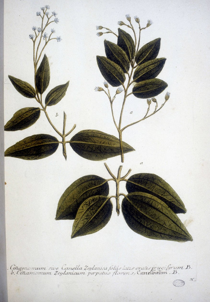 Cinnamomum Zeylanicum（锡兰肉桂）--1737年J.W. Weinmann在标本馆的雕刻。 作者 约翰·威廉·温曼