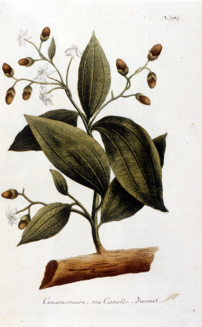 肉桂 - J. W. Weinmann 在 Herbier 中 作者 约翰·威廉·温曼