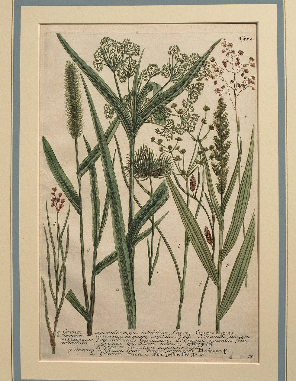 百慕大草（Cynodon dactylon），彩色雕刻 作者 约翰·威廉·温曼