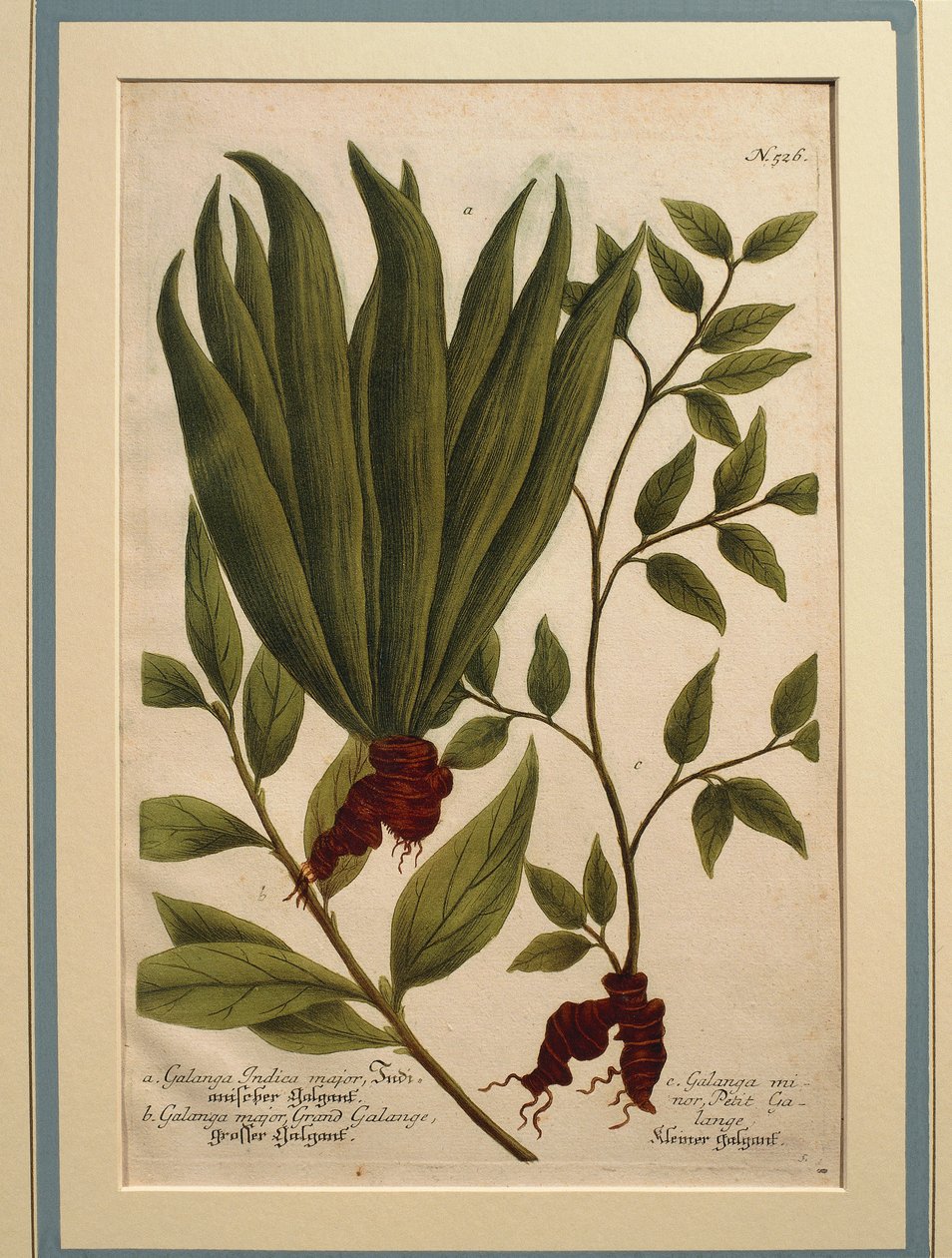 大高良姜（Alpinia galanga）、大高良姜（Galanga Indica major）和大高良姜（Galanga major），彩色雕刻 作者 约翰·威廉·温曼